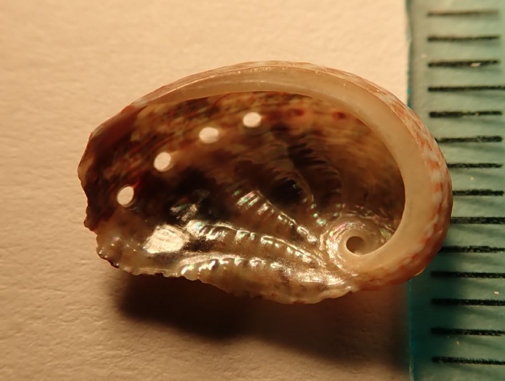Haliotis tubercolata juv